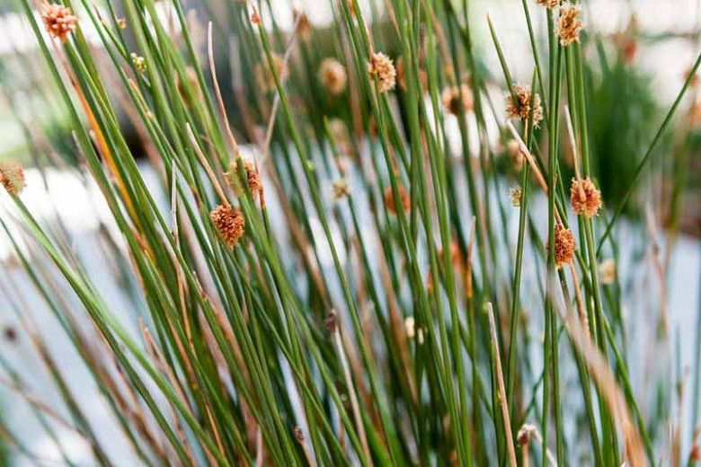 Juncus patens (California Gray Rush)