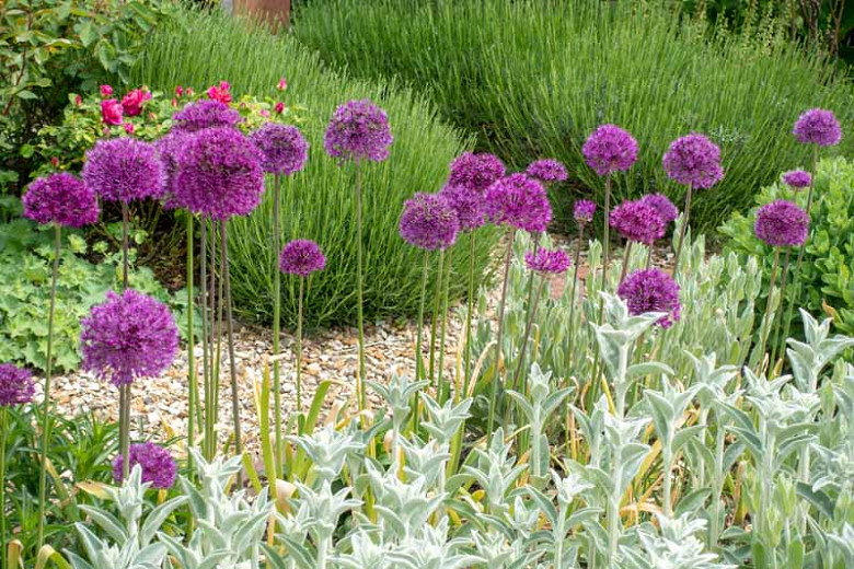 Image of Allium Purple Sensation companion plant English Lavender