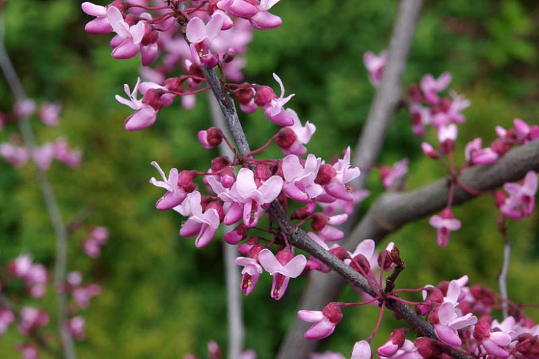 Cercis canadensis Forest Pansy, Redbud 'Forest Pansy, Forest Pansy Redbud, Shrub, Small Tree, Pink Flowers, ornamental tree, dark leaves