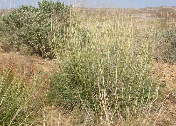 Sporobolus Heterolepis, Prairie Dropseed, Prairie Drop seed, Ornamental Grass