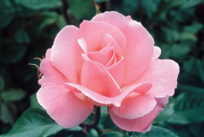 Rosa 'Queen Elizabeth' (Grandiflora Rose)