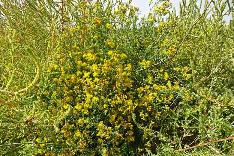 Euthamia occidentalis, Western Goldentop, Euthamia californica, Euthamia linearifolia, Solidago occidentalis, Fall perennials, Fall Flowers, Yellow flowers