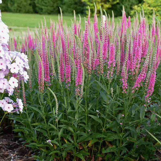 Veronica Perfectly Picasso, Spike Speedwell Perfectly Picasso, Pink Flowers, Pink flower spikes, Pink Veronica