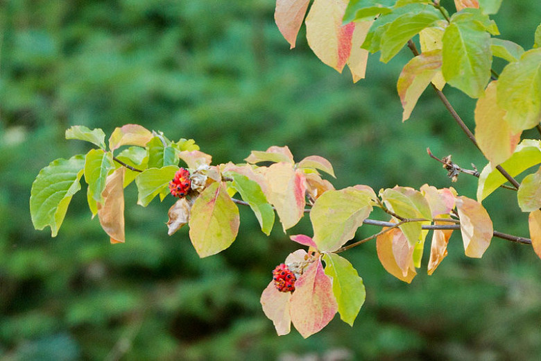 Cornus nuttallii, Pacific Dogwood, Pacific Flowering Dogwood, Mountain Dogwood, Benthamidia nuttallii, Fall color, Winter color, shrub with berries, Flowering tree, red fruits