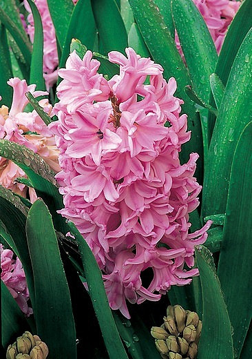 Hyacinthus Orientalis 'Lady Derby', Hyacinth 'Lady Derby', Dutch Hyacinth, Hyacinthus Orientalis, Common Hyacinth, Spring Bulbs, Spring Flowers, Hyacinth, pink hyacinth,early spring bloomer, mid spring bloomer,Lady Derby