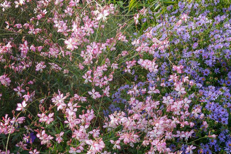 Gaura Lindheimeri 'Siskiyou Pink', Lindheimer's Beeblossom 'Siskiyou Pink', Gaura 'Siskiyou Pink', drought tolerant perennials, Pink Gaura, Pink flowers, deer tolerant flowers