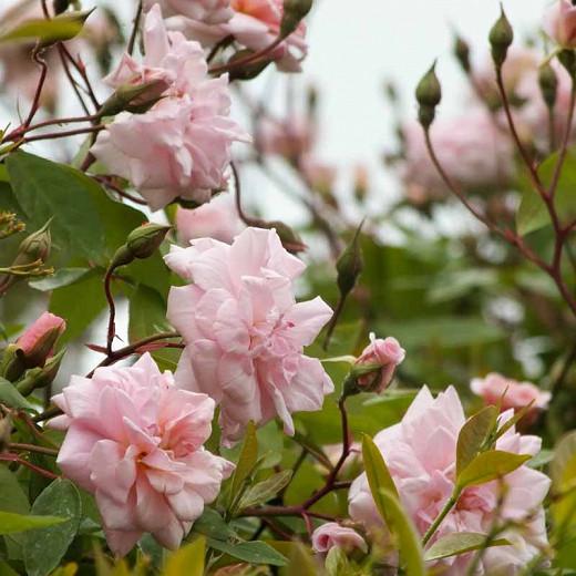 Rosa Cecile Brunner Climbing Rose