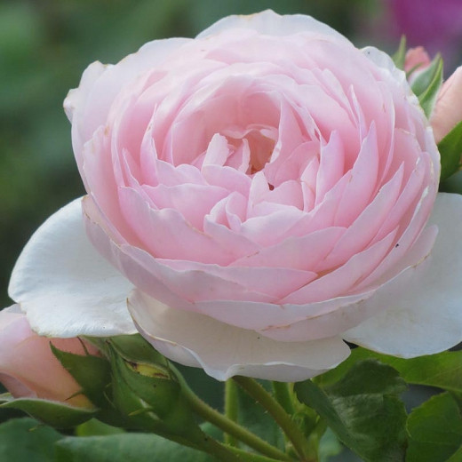 50Pcs Rare 'Queen of Sweden' Pink Rose Shrub Flower Seeds Light Fragrant Garden 