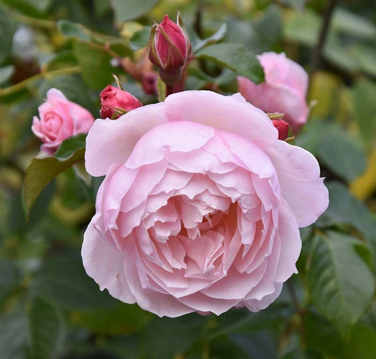 Rosa The Generous Gardener Rose)