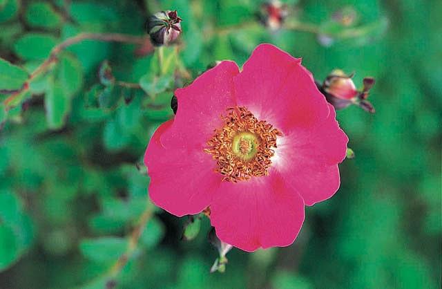 Rosa Moyesii Moyes Rose