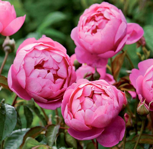 Rose 'Royal Jubilee', Rosa 'Royal Jubilee', English Rose 'Royal Jubilee', David Austin Roses, English Roses, Shrub roses, pink roses, Rose bushes, Garden Roses, English Rose