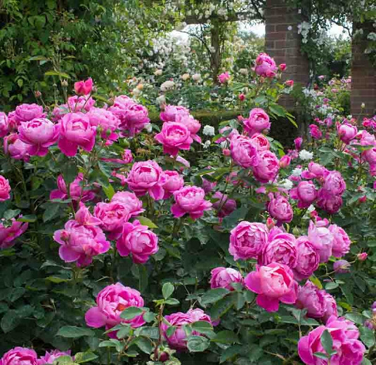 Rose 'Royal Jubilee', Rosa 'Royal Jubilee', English Rose 'Royal Jubilee', David Austin Roses, English Roses, Shrub roses, pink roses, Rose bushes, Garden Roses, English Rose
