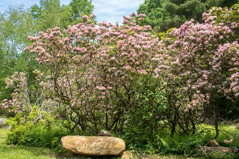 Image of Mountain laurel (Kalmia latifolia) shrub
