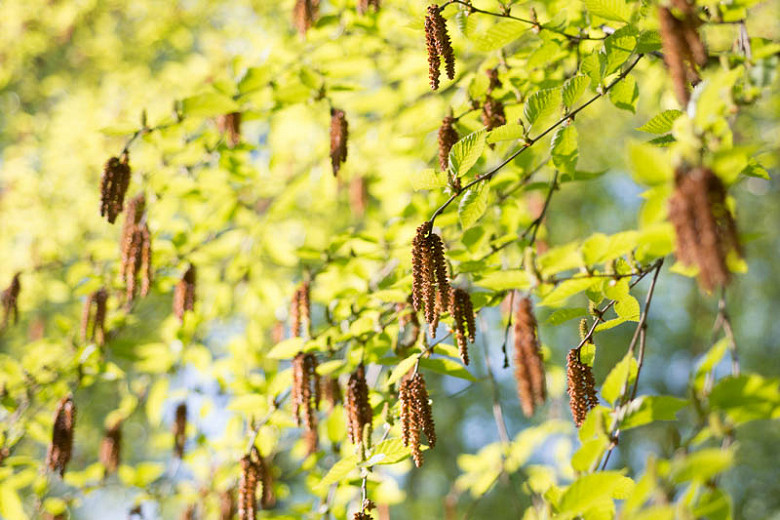 Betula lenta, Sweet Birch, Cherry Birch, Black Birch, Mahogany Birch, Tree with fall color, Fall color, Attractive bark Tree