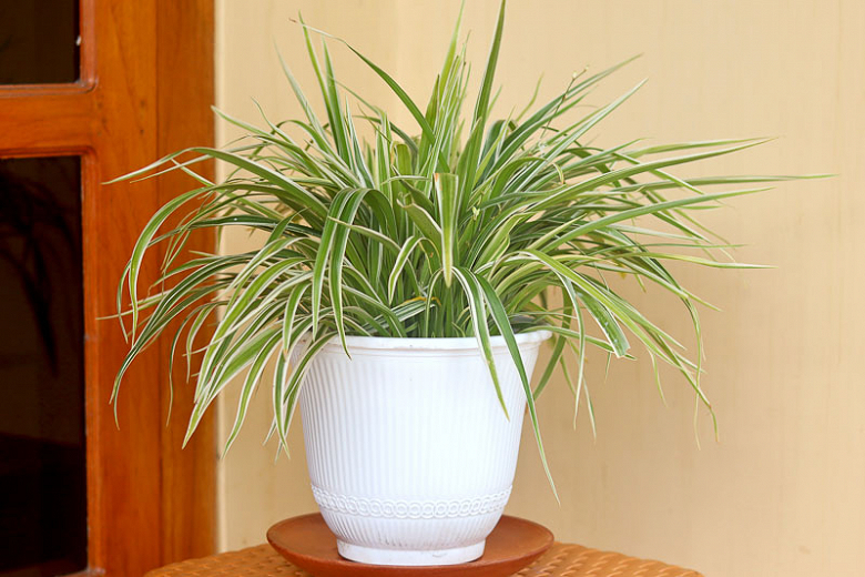 Are Spider Plants Toxic To Dogs