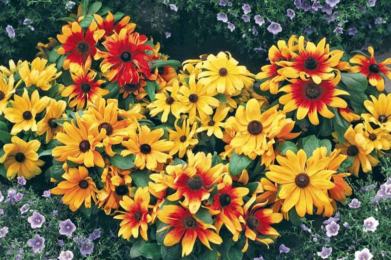 Becky Mix Gloriosa Daisy, Gloriosa Daisy Becky Mix, Rudbeckia Becky Mix, Rudbeckia hirta Becky Mix, Black-eyed Susan Becky Mix, Bicolor Rudbeckia