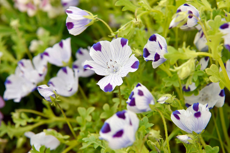 Nemophila Maculata Five Spot