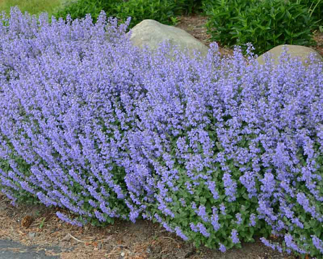 Image of Catmint blue flowers
