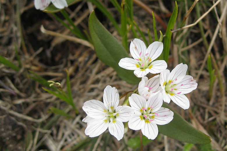 Claytonia lanceolata,Western Spring Beauty, Lanceleaf Spring Beauty, Spring Beauty, Indian Potato, White flowers, Spring flowers, Shade perennials