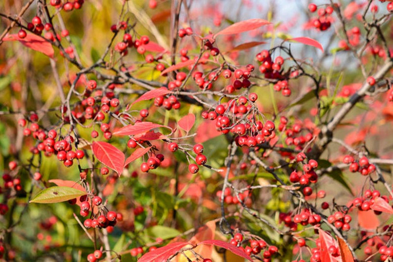 Aronia Arbutifolia, Red Chokeberry, Red Chokecherry, Aronia arbutifolia var. brilliantissima, Photinia pyrifolia, Pyrus arbutifolia, Sorbus arbutifolia