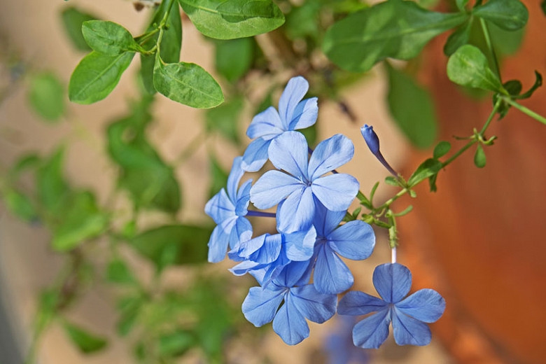 Image of Cape leadwort plant