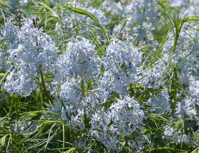 Amsonia Hubrichtii, Narrowleaf Bluestar, Narrowleaf Blue Star, Hubricht's Blue Star, Hubricht's Bluestar, Narrow Leaf Blue Star, Arkansas Amsonia, Arkansas Bluebell, Blue flowers