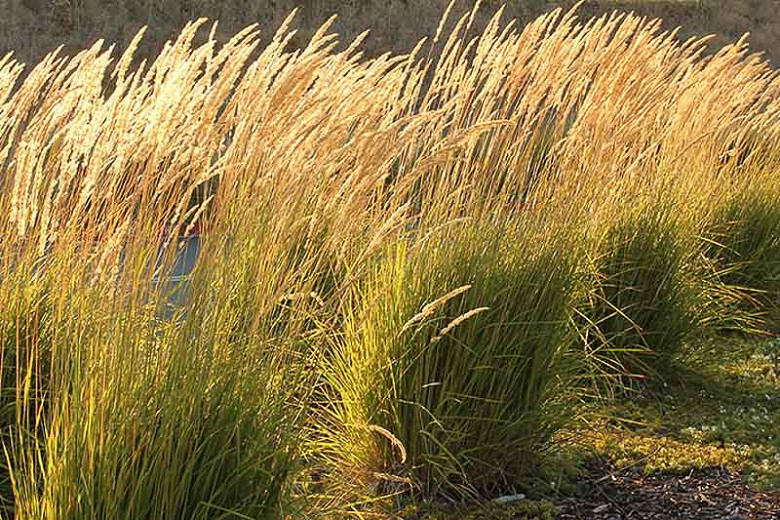 Calamagrostis X Acutiflora Karl Foerster Feather Reed Grass calamagrostis-x-acutiflora-karl-foerster-feather-reed-grass