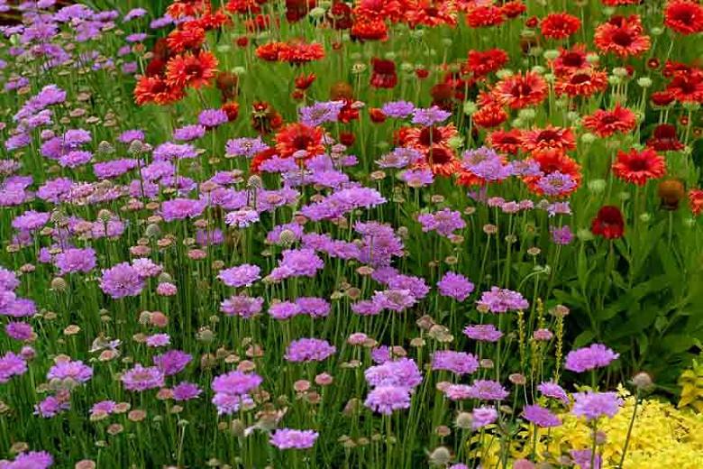 Scabiosa 'Vivid Violet', Pincushion Flower 'Vivid Violet', Scabious 'Vivid Violet', Scabiosa columbaria 'Vivid Violet', Blue Flowers, Blue perennials