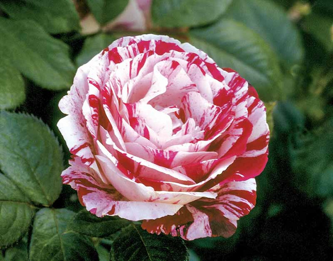 Rosa 'Scentimental',Rose 'Scentimental', Rosa 'WEKplapep', Shrub Roses, Floribunda Roses, White Roses, Red Roses, Bicolor Roses