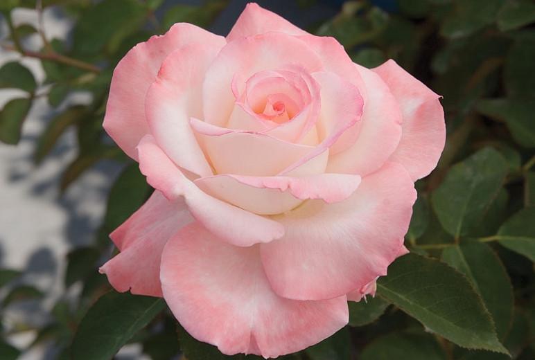 Rosa 'Secret', Rose 'Secret', Rosa 'HILaroma', Hybrid Tea Roses, Shrub Roses, Pink roses, Shrub roses, Rose bush