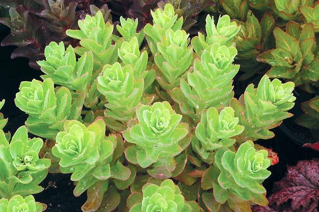 Sedum Pool Party Stonecrop