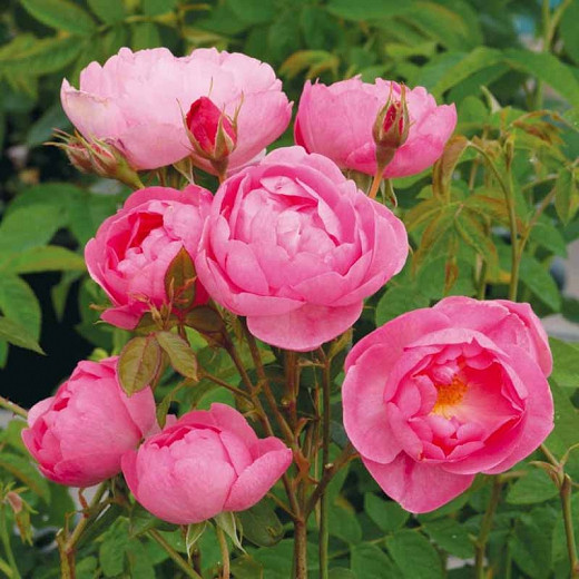 Rose 'Skylark',Rosa 'Skylark', English Rose 'Skylark', David Austin Roses, Shrub Roses, Pink Roses, AGM Roses, Best Pink Roses