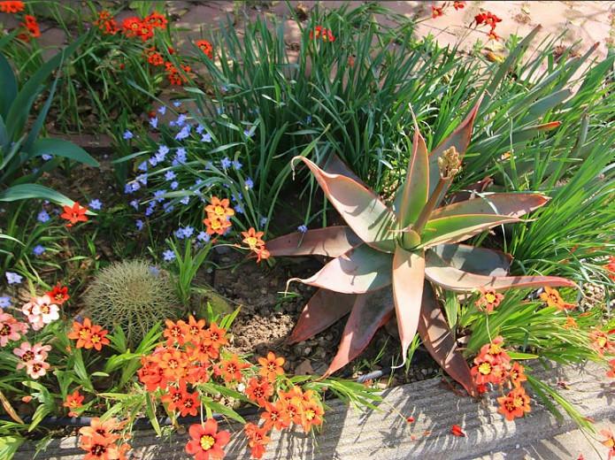 Sparaxis Tricolor Harlequin Flower