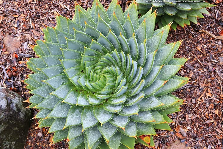 Aloe polyphylla (Spiral Aloe)
