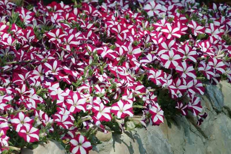 Petunia Easy Wave Burgundy Star