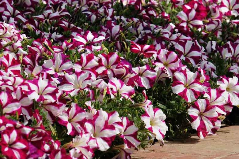 Petunia Easy Wave Burgundy Star New petunias arrive in our garden centres, catalogues and on websites every year.