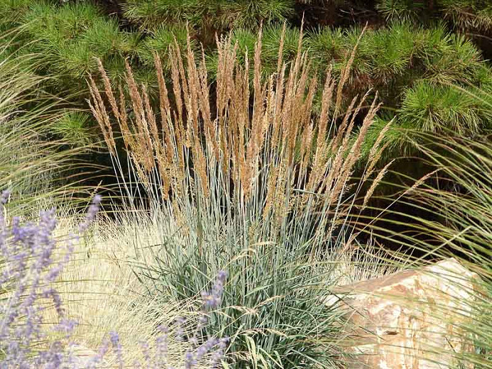 Image of Indian grass plant