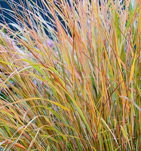 Anemanthele Lessoniana, New Zealand Wind Grass, Bent Grass, Pheasant Grass, Pheasant's Tail Grass, Stipa Arundinacea