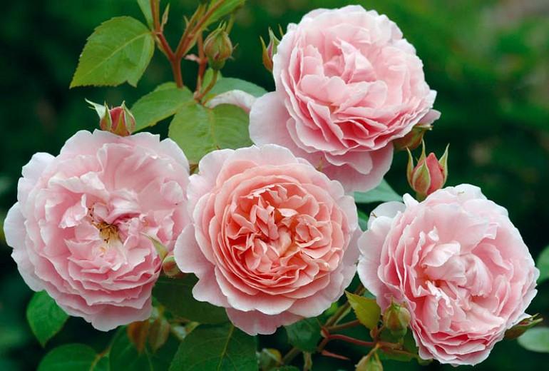 Rosa Strawberry Hill English Rose