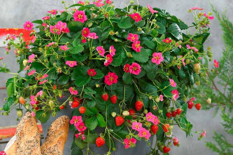 Fragaria Toscana, Everbearing Strawberry 'Toscana', Strawberry 'Toscana', evergreen shrub, Strawberries, Red Fruit, Pink flowers