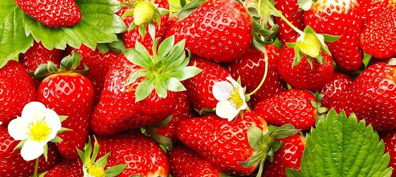 Fragaria Quinault, Everbearing Strawberry 'Quinault', Strawberry 'Quinault', evergreen shrub, Strawberries, Red Fruit, White flowers