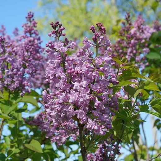 Syringa x hyacinthiflora Scentara® Blue (Early Lilac)