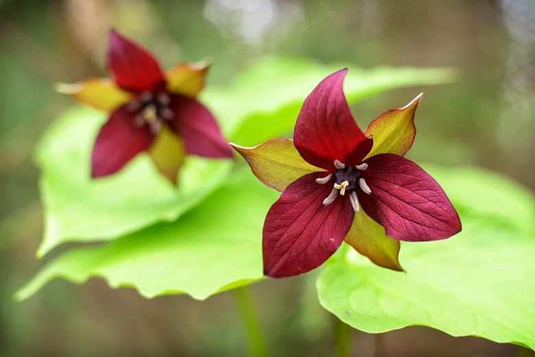 Image of Red trillium perennial