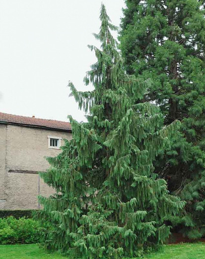 Chamaecyparis nootkatensis 'Pendula', Alaska Cedar 'Pendula', Yellow Cedar 'Pendula', Nootka Cypress 'Pendula', Nootka Falsecypress 'Pendula', Callitropsis nootkatensis 'Pendula', Xanthocyparis nootkatensis 'Pendula', Cupressus nootkaensis 'Pendula', Evergreen Tree, Small Conifer