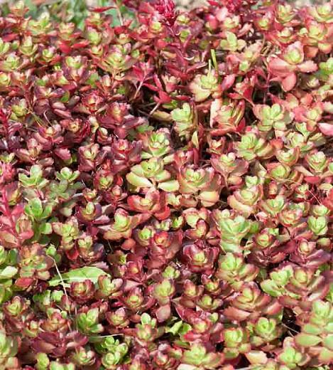 Sedum Spurium Dragon S Blood Stonecrop