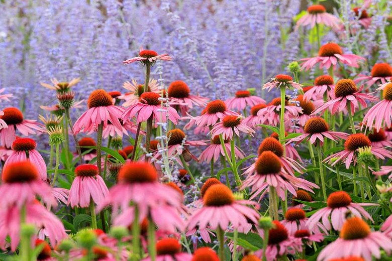 Image of Coneflower (Echinacea) companion plant for northern sea oats