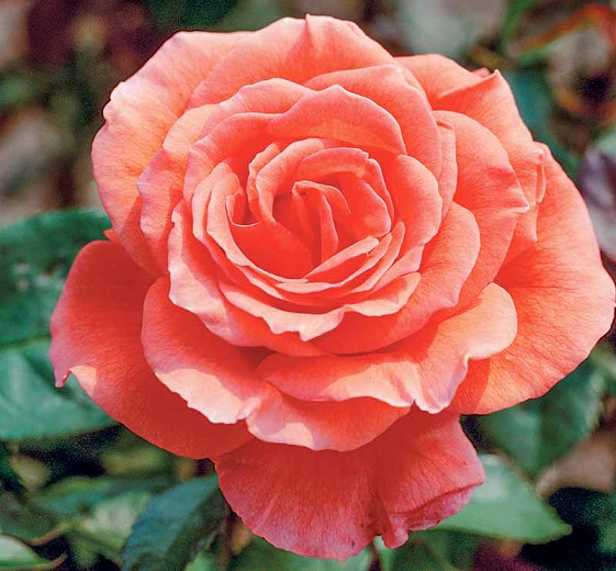 Rosa 'Tropicana', Rose 'Tropicana', Rosa 'Super Star', Rosa 'Tanor Star', Rosa 'TANorstar', Hybrid Tea Roses, Shrub Roses, Coral roses, Orange Roses, Shrub roses, Rose bush