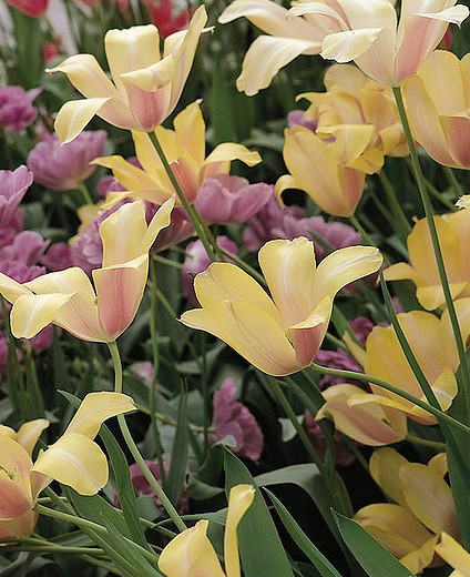 Tulipa 'Blushing Lady', Tulip 'Blushing Lady', Single Late Tulip 'Blushing Lady', Single Late Tulips, Spring Bulbs, Spring Flowers, Cream Tulip, Bicolor Tulip, Single Late Tulip