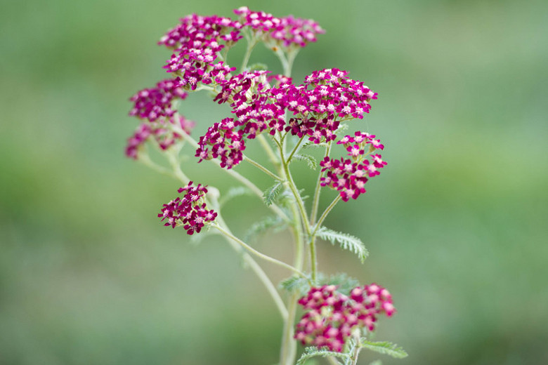 Achillea Summer Wine: The Easycare Perennial That Will Bloom All Summer ...