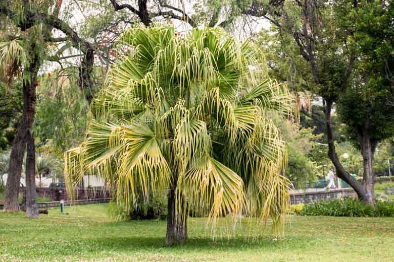 TVsæt Ledig uddannelse Livistona chinensis (Chinese Fan Palm)